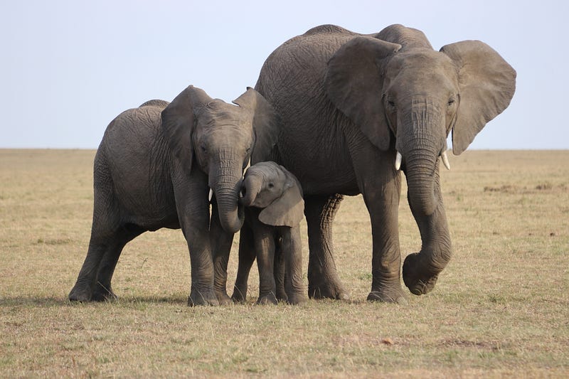 Elephants' brain structure