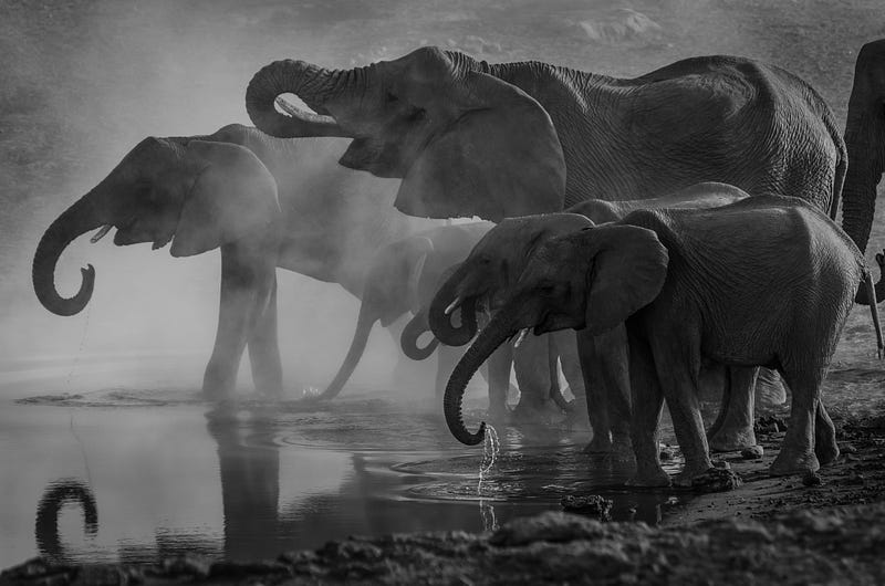 Elephants showing empathy