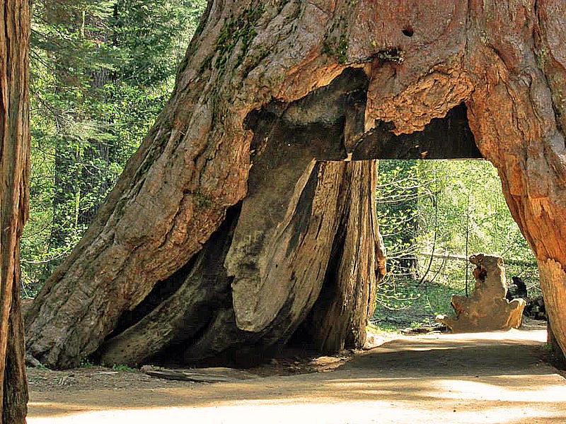 General Sherman Tree - A Symbol of Natural Majesty