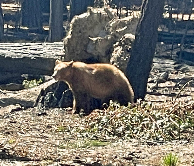 A Black Bear in Search of Food