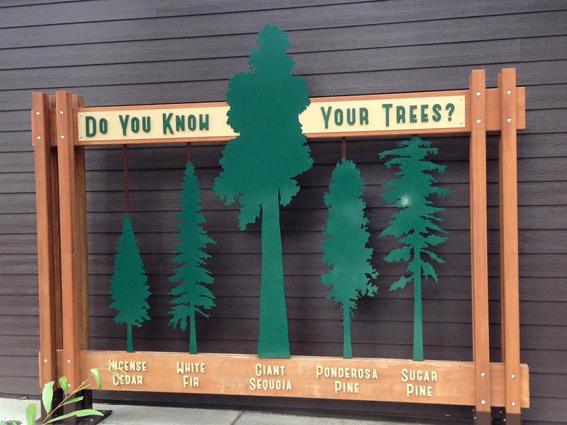 Size Comparison of Trees - Giant Sequoias