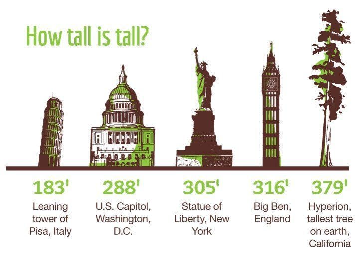 How Redwoods Compare to Well-Known Structures