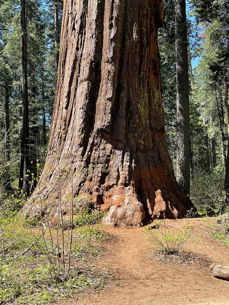 A Giant Sequoia Among Sugar Pines