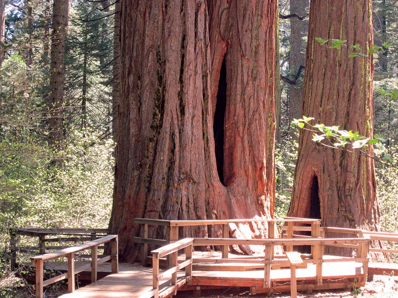 Exploring the Trunk and Bark of a Sequoia