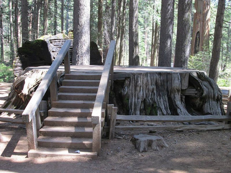 The Stump of the Discovery Tree