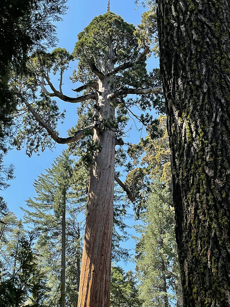 Branches of a Giant Sequoia