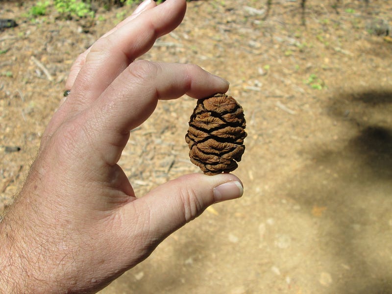 Small yet Abundant: Giant Sequoia Cones