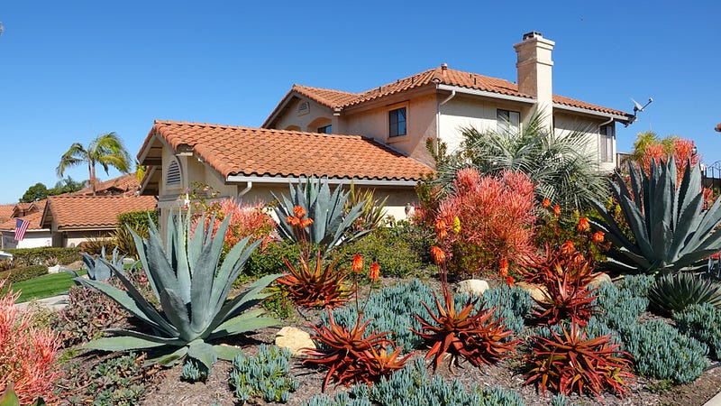 California landscape with drought-resistant plants