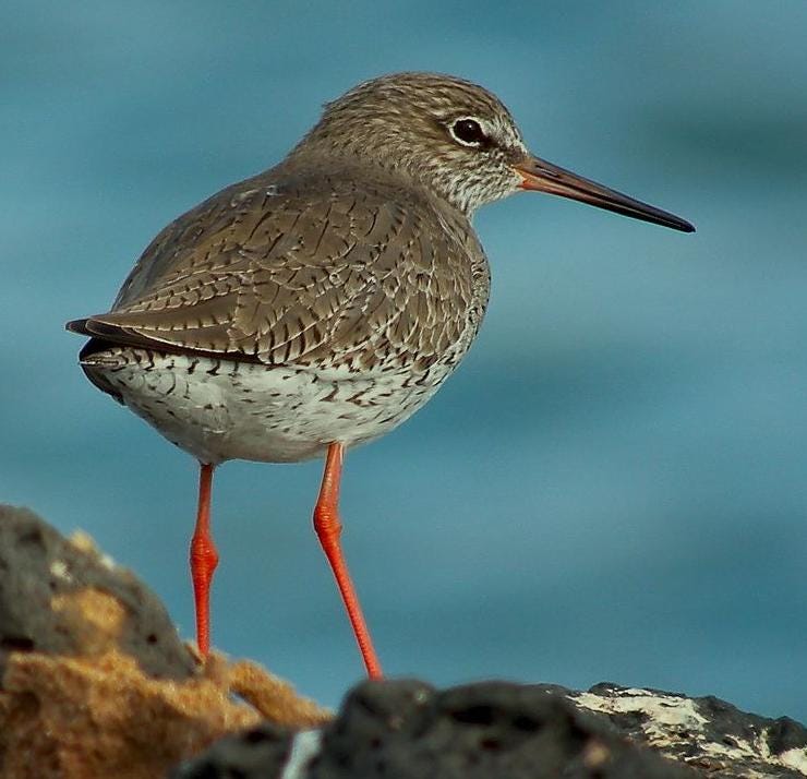 Common redshank perched on a stick