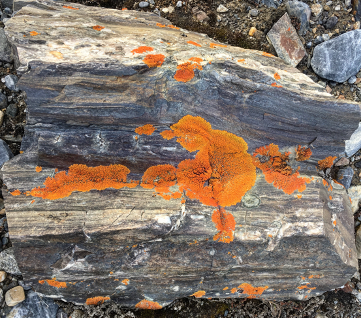 Bird colonies on a cliff in Svalbard