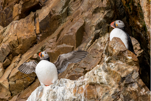 Close-up of puffins on the Svalbard cliffs