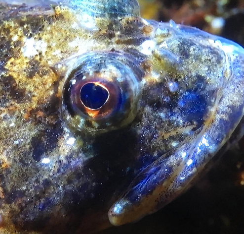 Sculpin fish hiding in Arctic waters