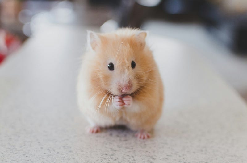 Mice benefitting from calorie restriction