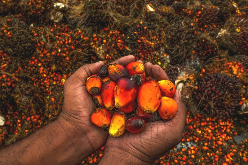 Historical palm oil production and trade