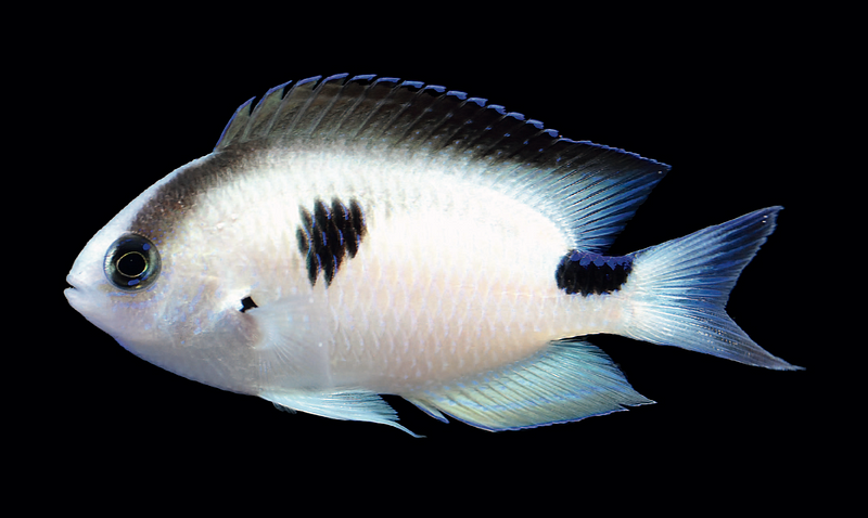 Corazon’s Damsel (Pomacentrus vatosoa) discovered in Madagascar