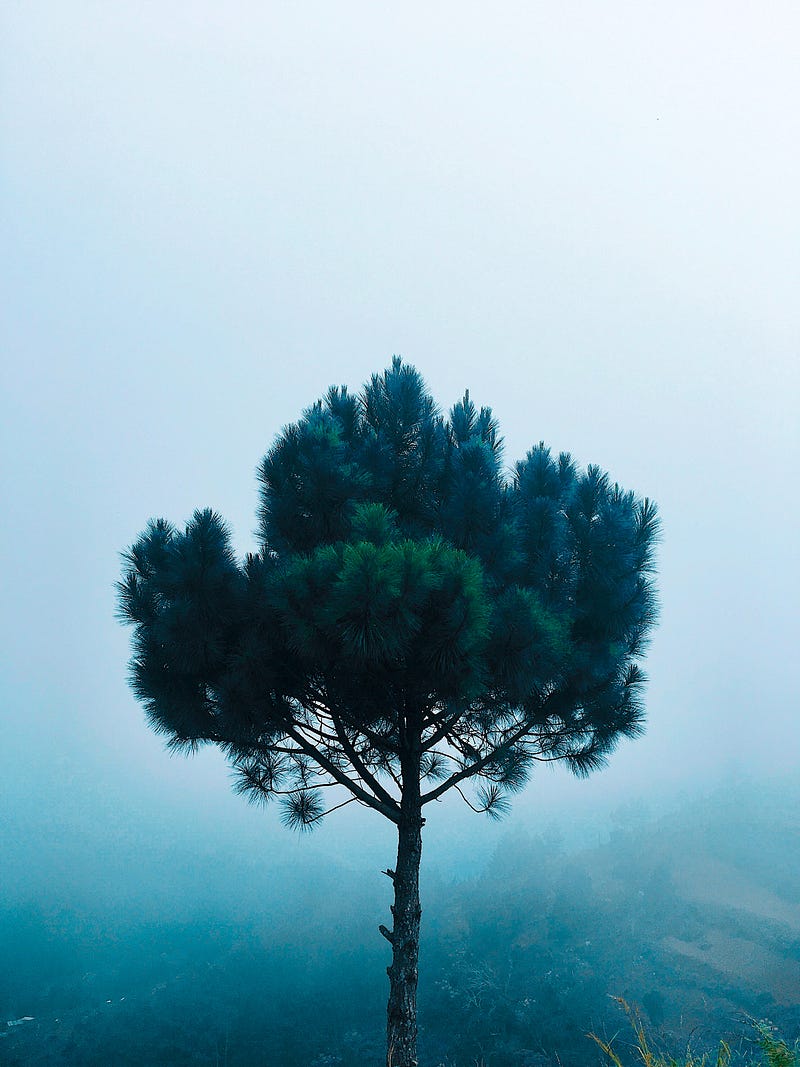 Giant cypress tree in Yarlung Cangpo Canyon