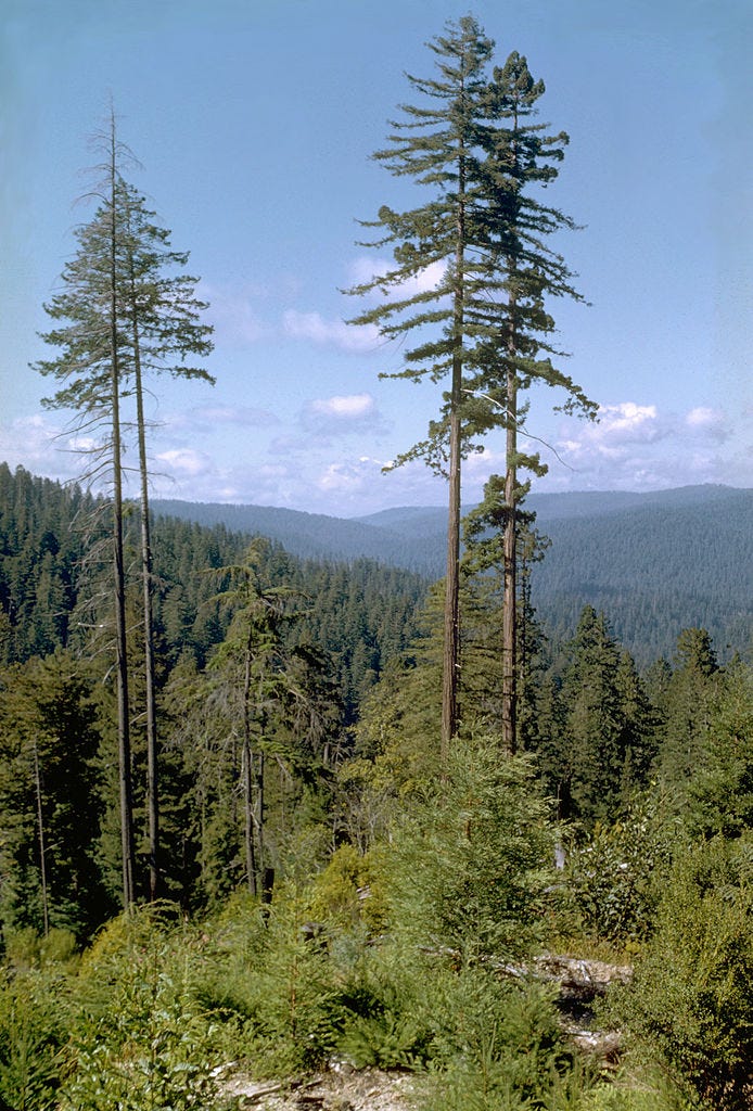 Complex branch structure of the giant cypress