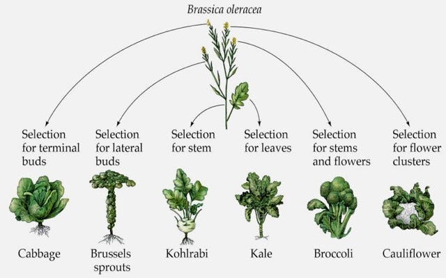 Historical development of genetic modification