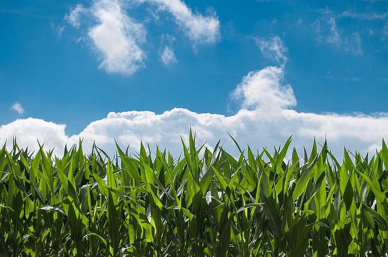 Environmental benefits of GMO crops