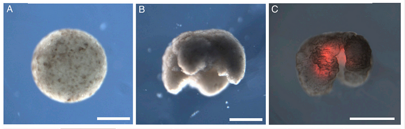 Xenobots created from African clawed frog stem cells