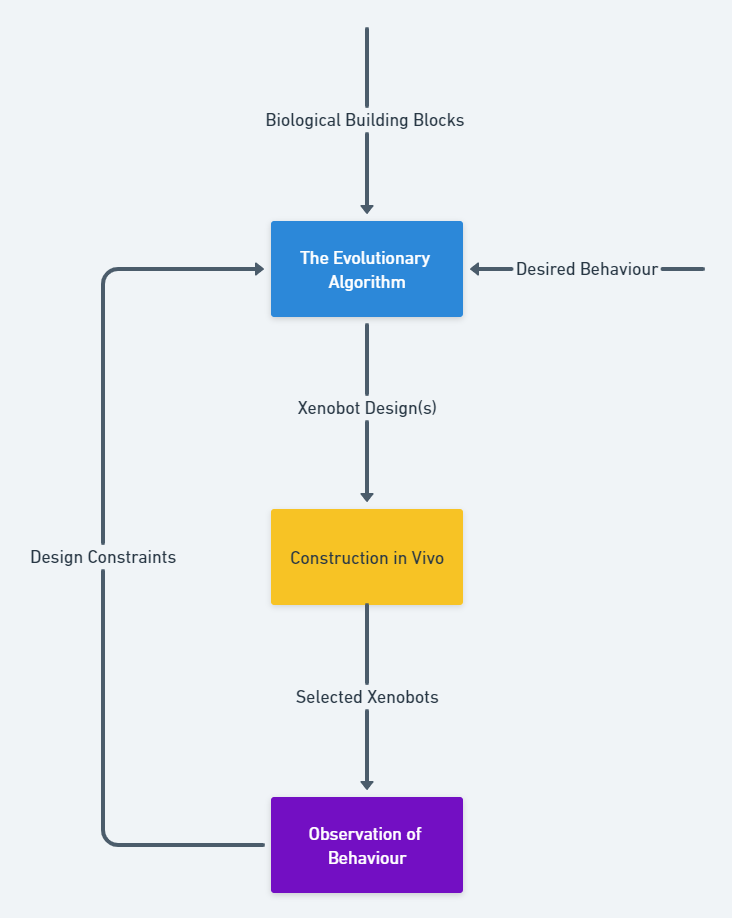 Flow chart of the Xenobot design process