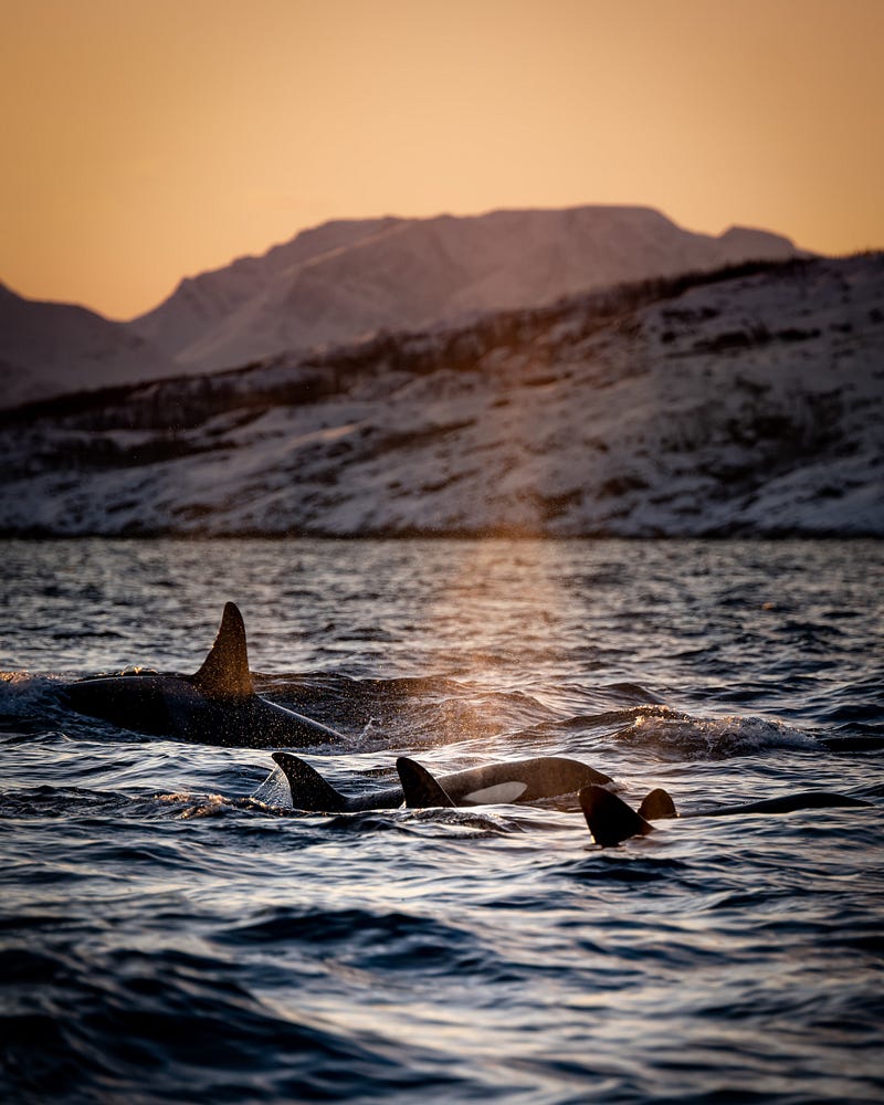 A family of orcas swimming together, symbolizing female leadership