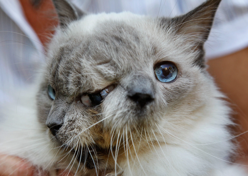 Frank and Louis, the two-faced cat