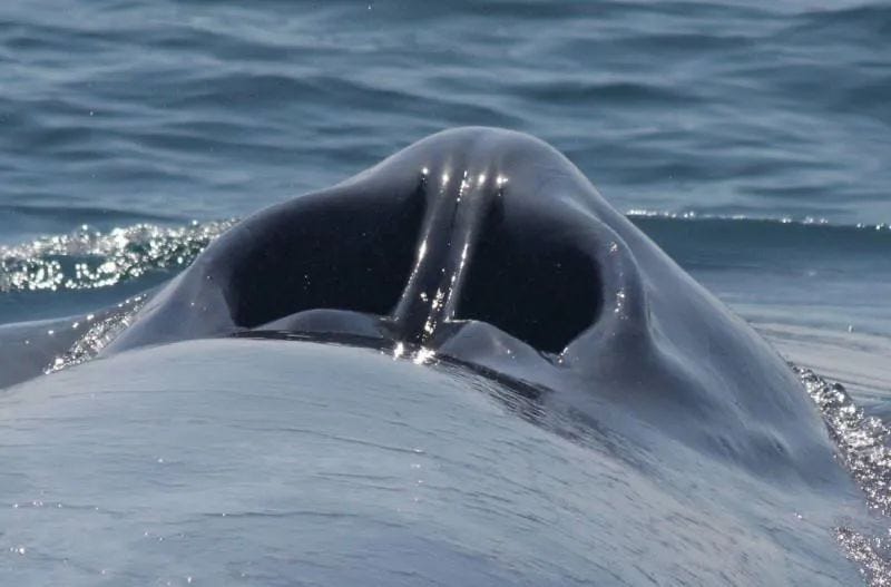 Blue whale blowhole