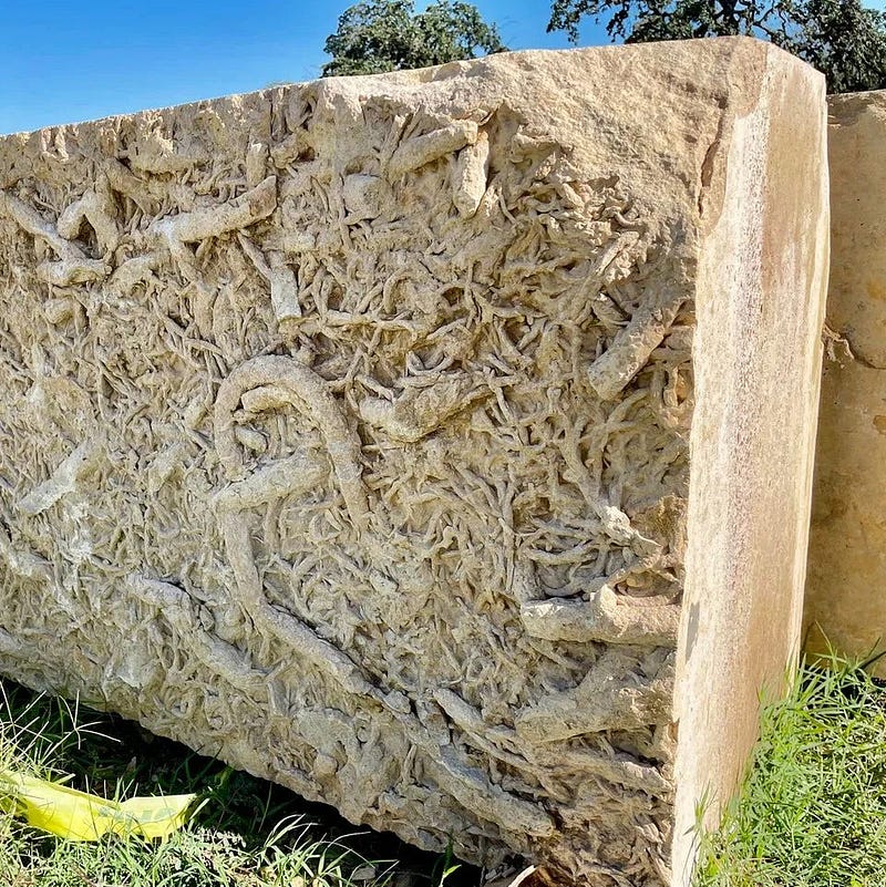 Fossilized tree roots in limestone