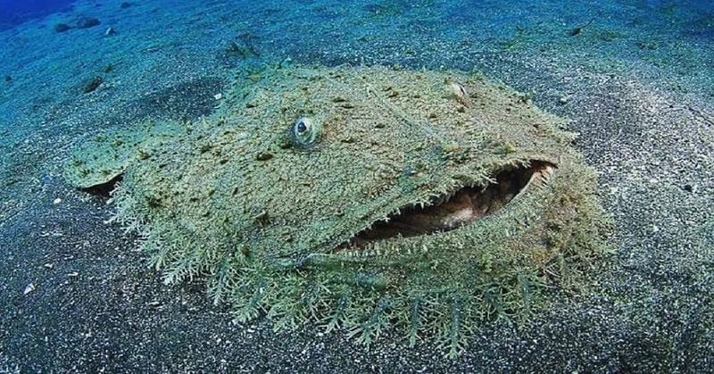 Carpet shark ambushing fish