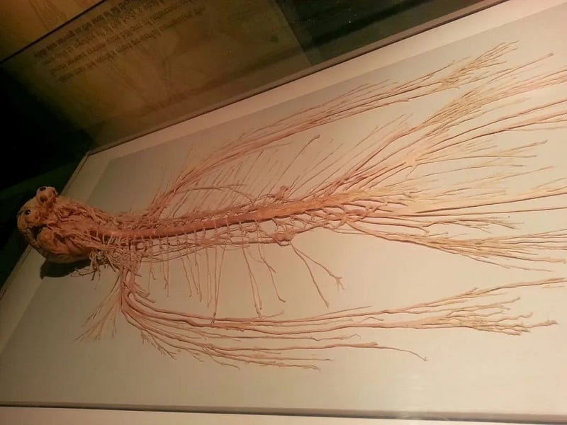 Complete human nervous system