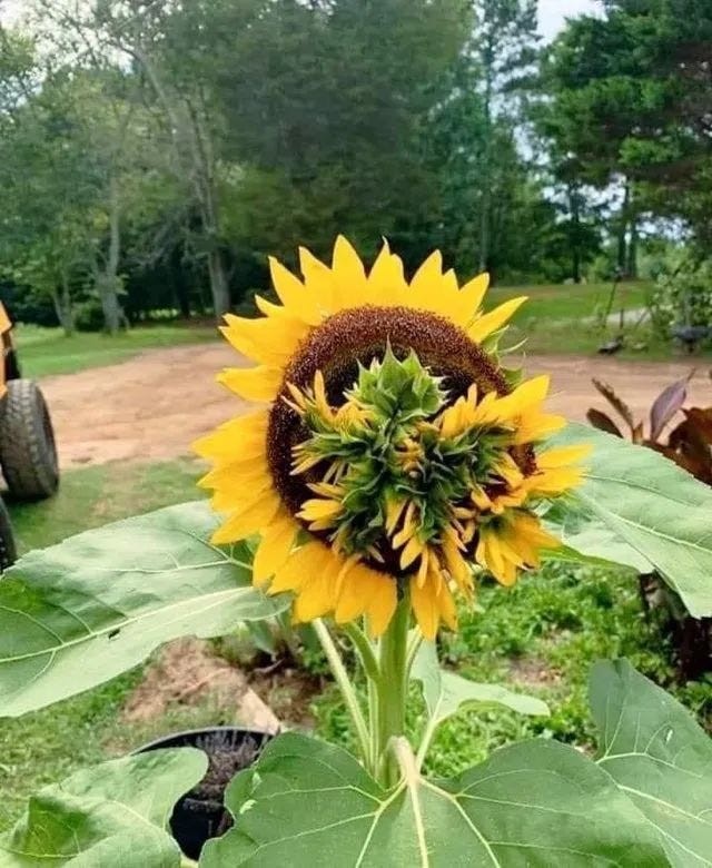 Sunflower seeds sprouting