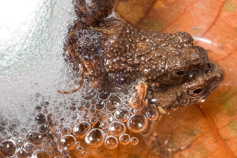 Michael J. Ryan observing the mating behaviors of frogs.