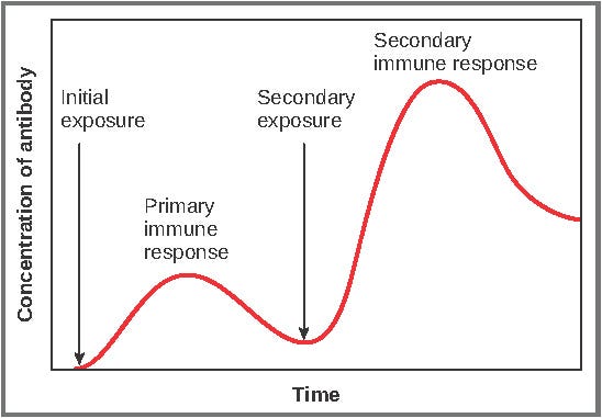 Antibody response to SARS-CoV-2 infection