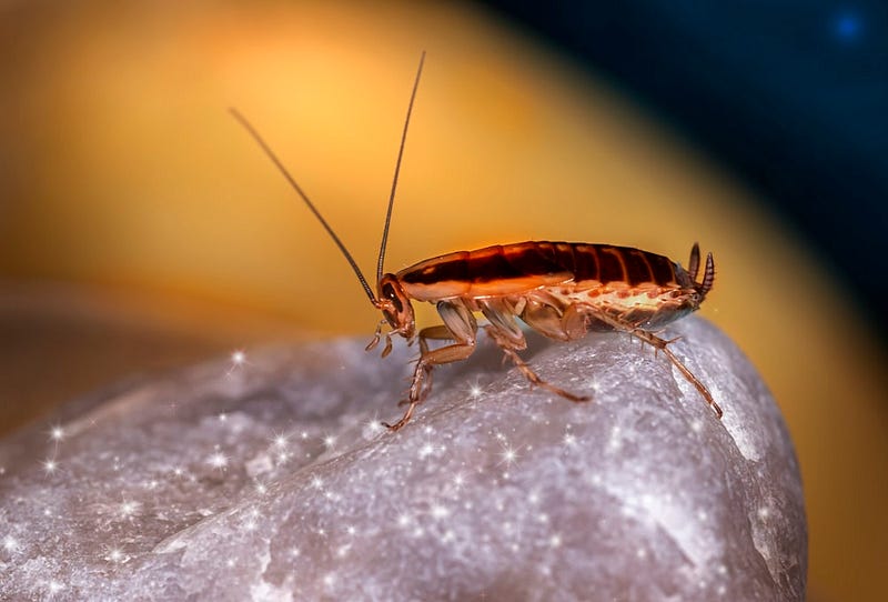 A close-up of a cockroach on a surface