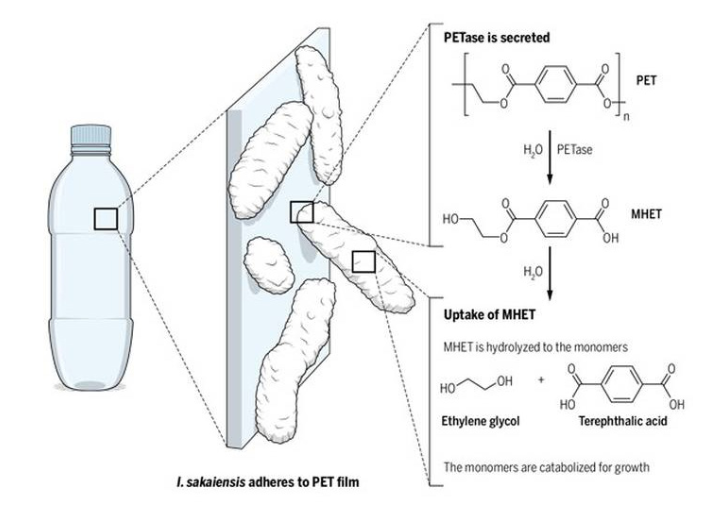 Plastic-eating bacteria and their enzymatic capabilities